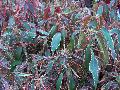 Mardi Gras Copper Plant / Acalypha wilkesiana 